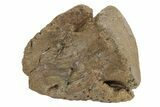 Exceptional Fossil Dinosaur (Triceratops) Ungual - Wyoming #379710-1